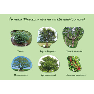 Магнитные карточки Растения России (87 растений)