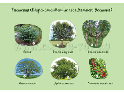Магнитные карточки Растения России (87 растений)