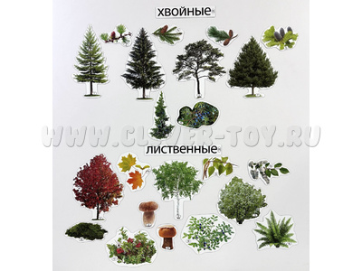 Набор магнитных карточек Лиственные и хвойные деревья (к плакату Лес, тема 1)