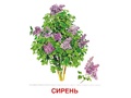 Демонстрационные картинки СУПЕР. Деревья и кустарники (16 шт.) в папке
