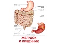 Демонстрационные картинки СУПЕР. Тело человека (16 шт.) в папке