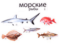 Набор магнитных карточек Кто такие рыбы? (к плакату Водоём, тема 1)